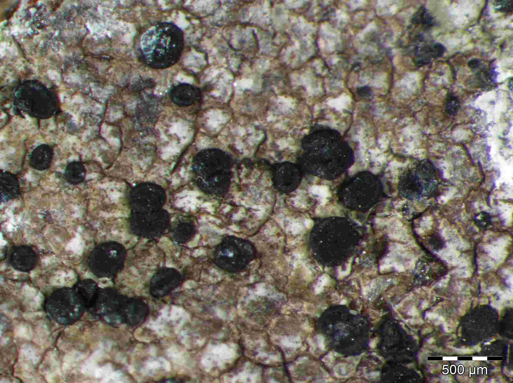 [Toninia aromatica]