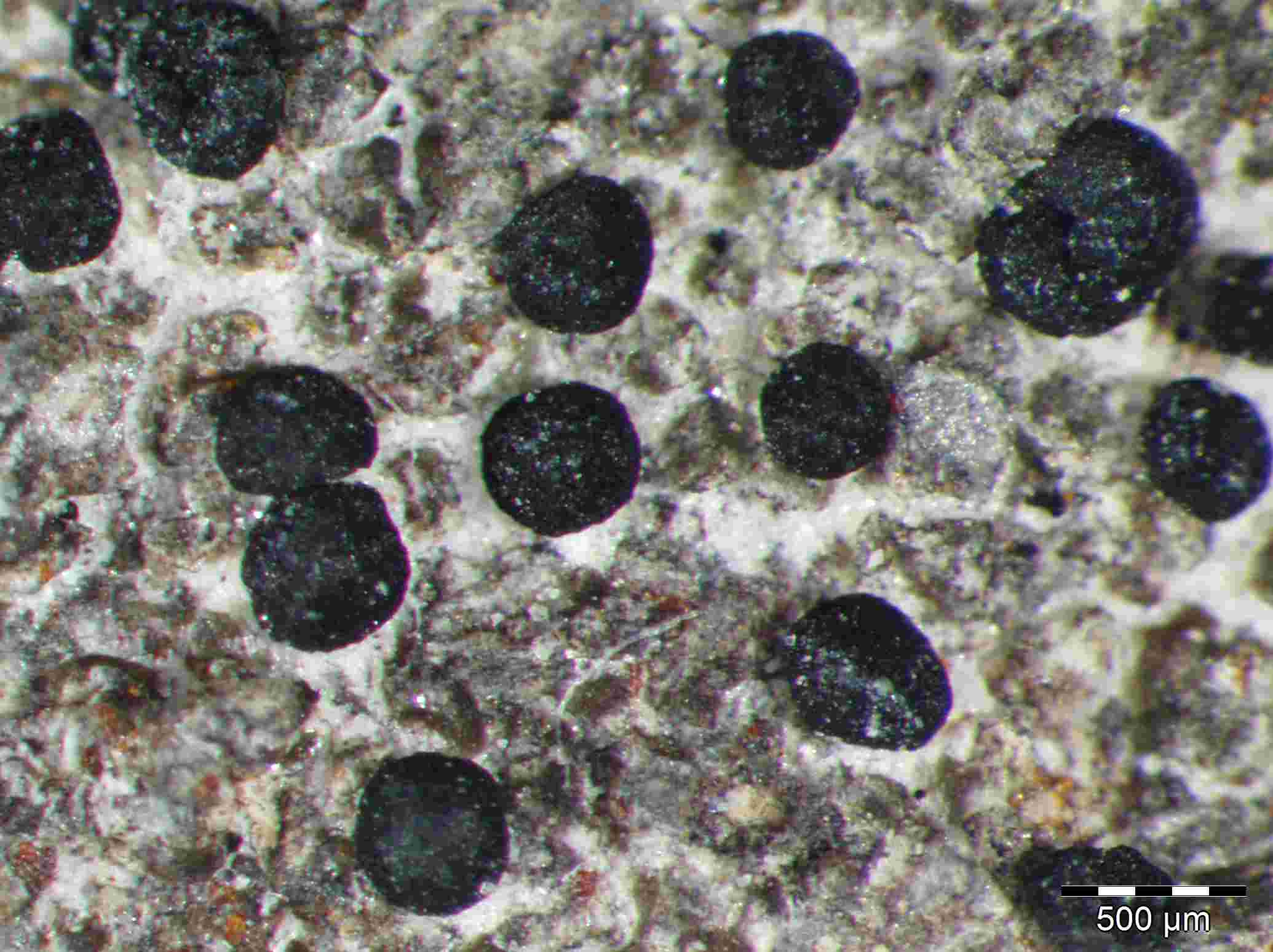 [Toninia aromatica]