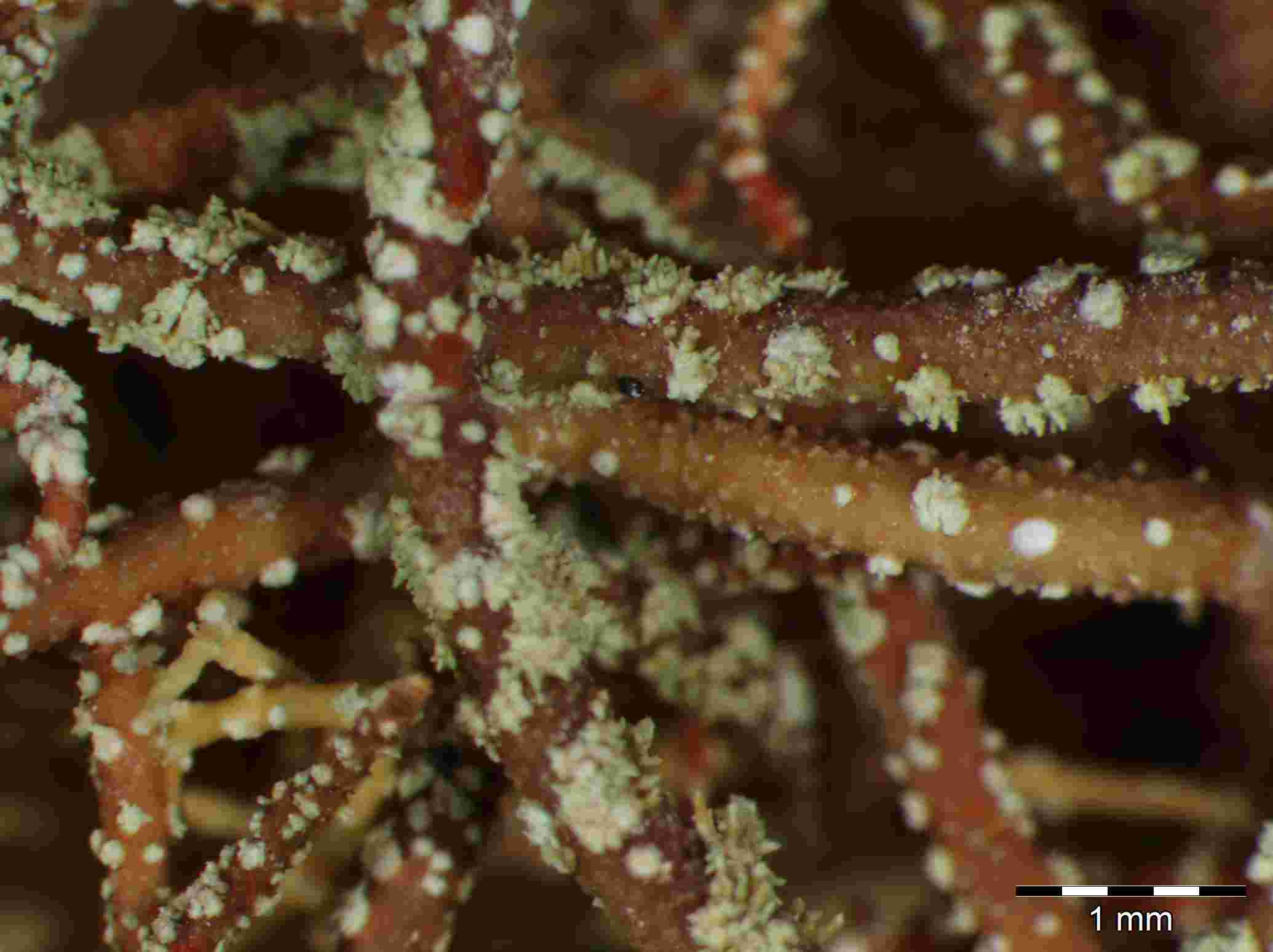 [Usnea rubicunda]