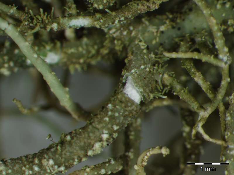 [Usnea subscabrosa]