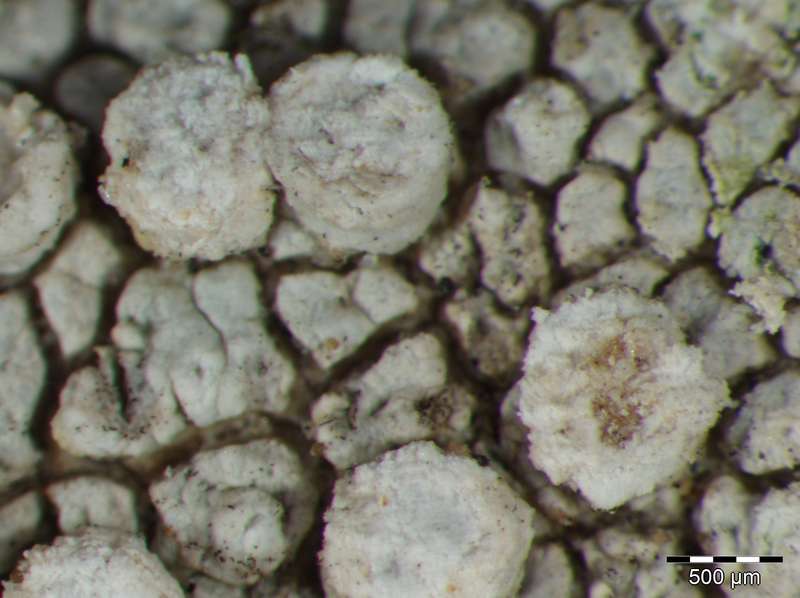 [Variolaria trachythallina]