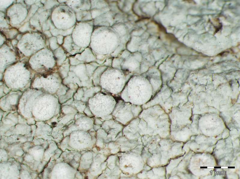 [Varicellaria velata]