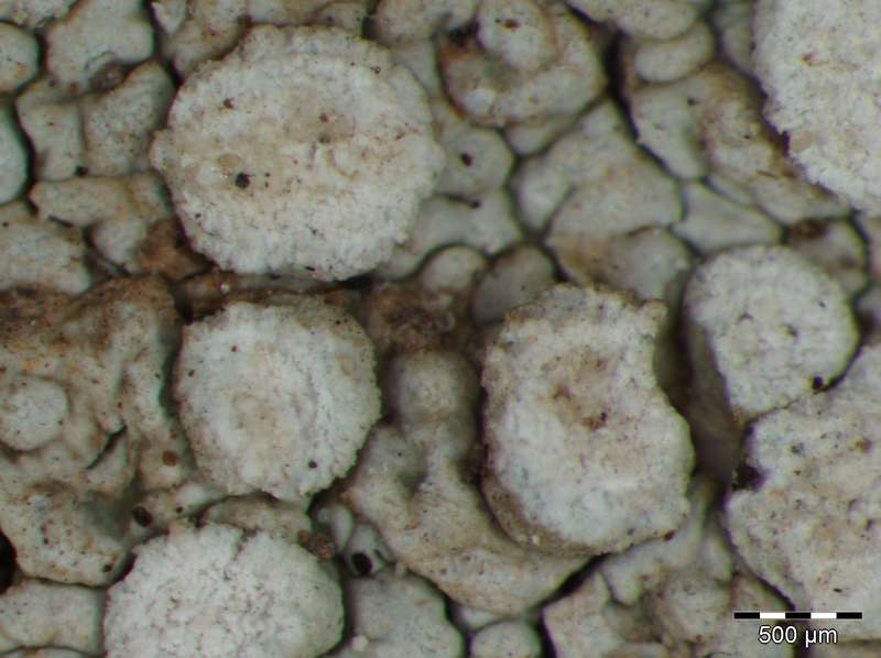 [Varicellaria velata]