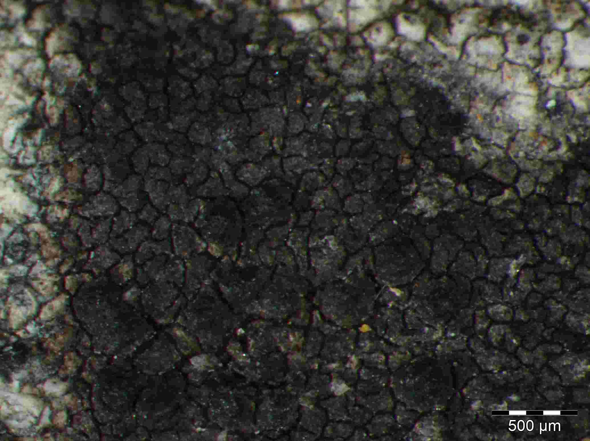 [Verrucaria nigrescens]