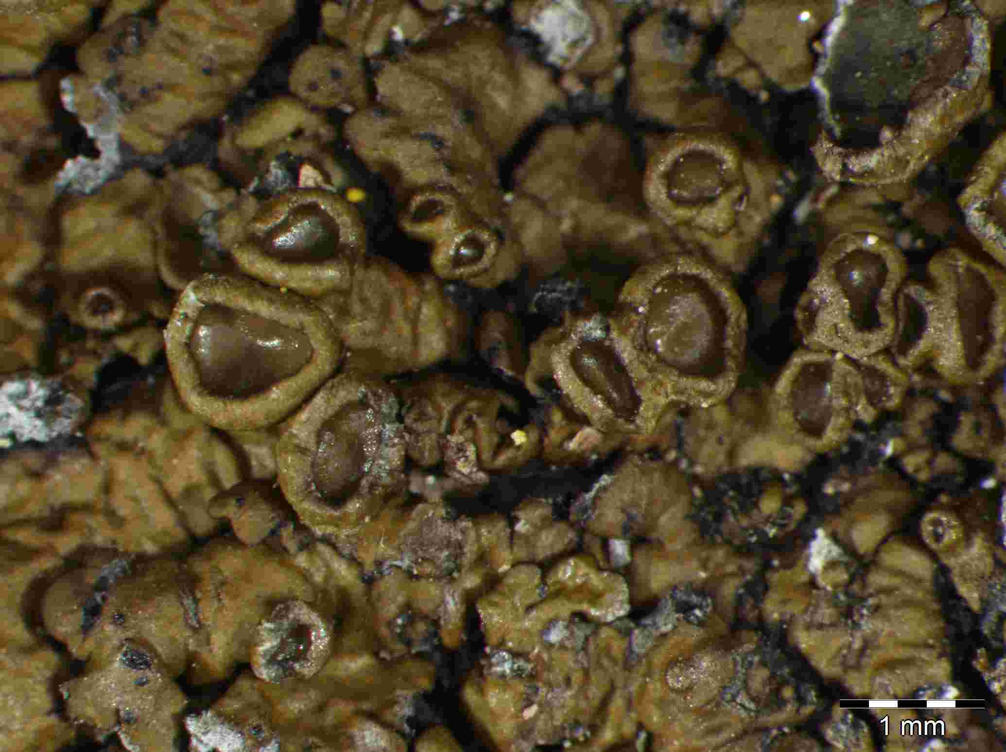 [Xanthoparmelia pulloides]