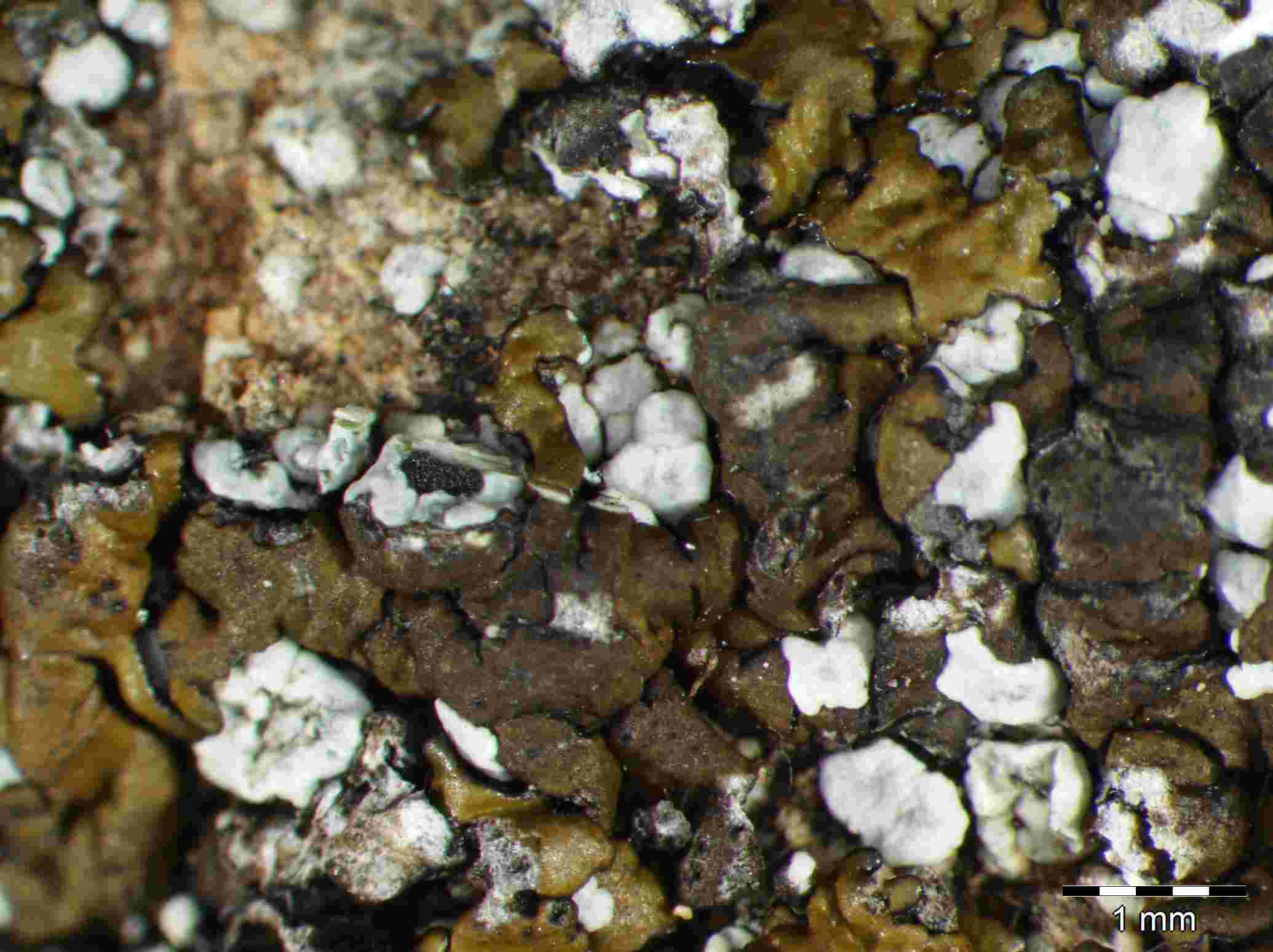 [Rinodina lavicola]