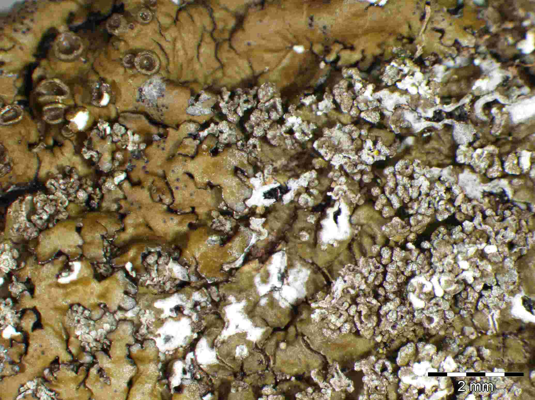 [Xanthoparmelia verruculifera]