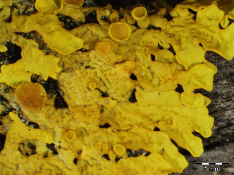 [Xanthoria parietina]