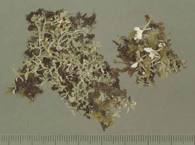 [Cladonia ceratophylla]