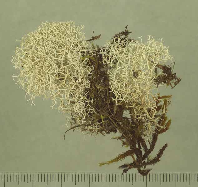 [Cladonia confusa]