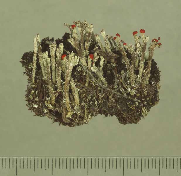 [Cladonia didyma]