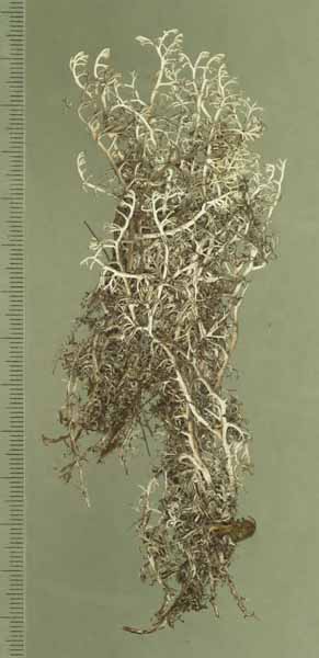 [Cladonia gigantea]