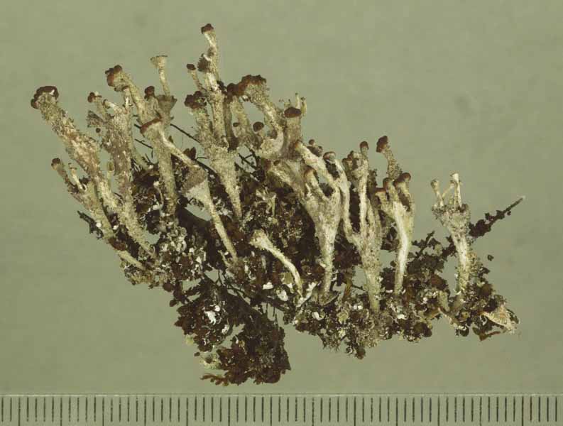 [Cladonia intermediella]