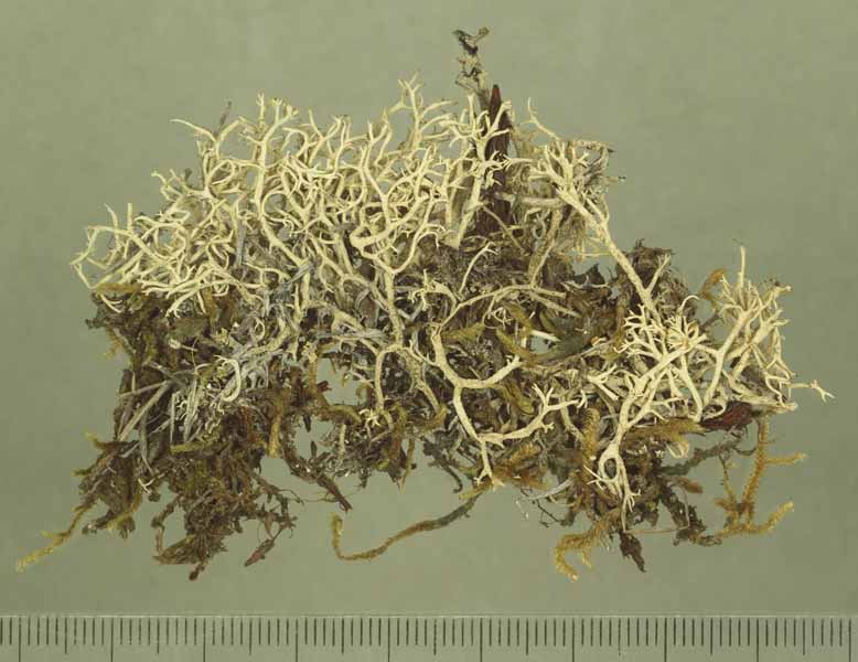 [Cladonia pachyclados]