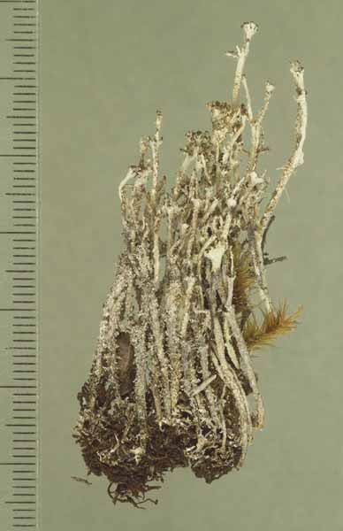 [Cladonia squamosa]