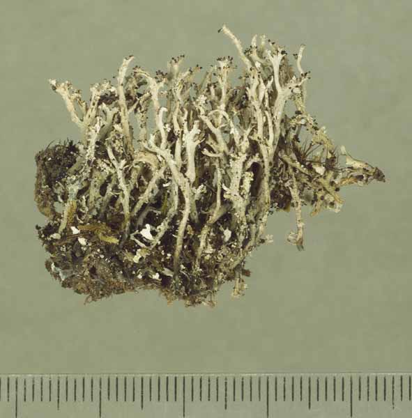 [Cladonia submultiformis]