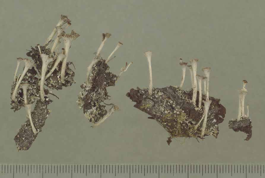 [Cladonia subsquamosa]