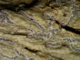 [Sarcographa ramificans]