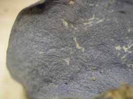 [Leptogium cf. cyanescens]