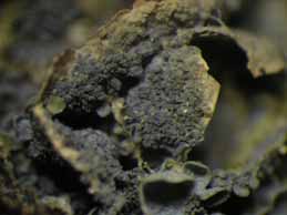[Leptogium cf. cyanescens]