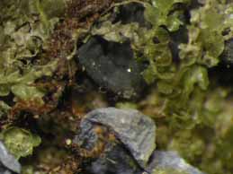 [Collema sp.]