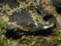 [Collema sp.]