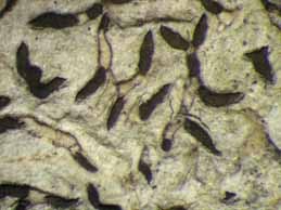 [Phaeographis punctiformis var. nylanderi]