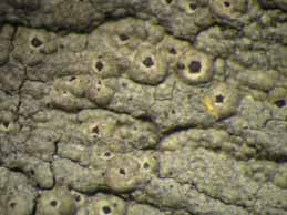 [Ocellularia crocea]