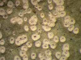 [Thelotrema sp. A]