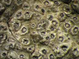 [Ocellularia crocea]