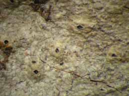 [Ocellularia papillata]