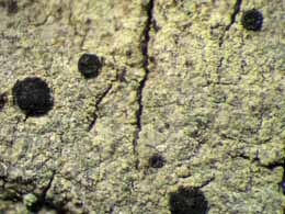 [Amandinea efflorescens]