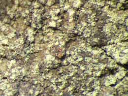 [Amandinea efflorescens]