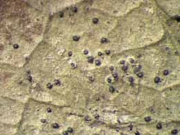 [Anisomeridium foliicola]