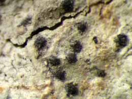 [Anisomeridium subprostans]
