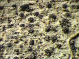 [Anisomeridium subprostans]