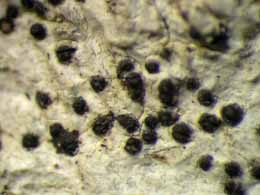 [Anisomeridium subprostans]