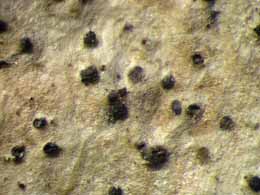 [Anisomeridium terminatum]