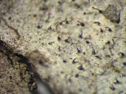 [Anisomeridium throwerae]
