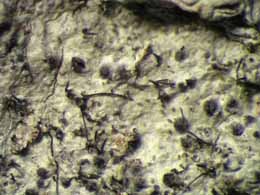 [Anisomeridium throwerae]