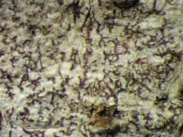 [Arthonia catenulata]