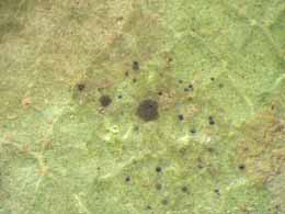 [Arthonia trilocularis]