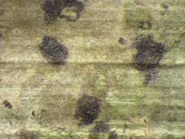[Arthonia trilocularis]