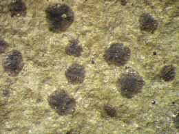 [Arthonia trilocularis]