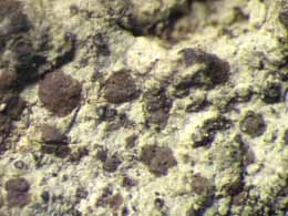 [Arthonia sp. C]