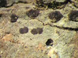 [Arthonia sp. C]