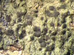 [Arthonia sp. C]
