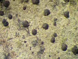 [Arthonia sp. D]