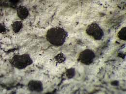 [Arthonia sp. D]