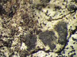 [Arthothelium sp. A]